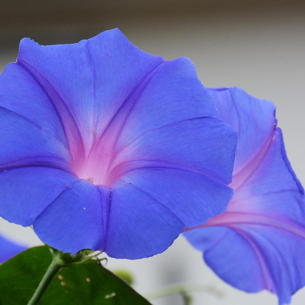 morning glory flower seeds